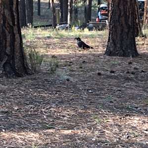 This old Raven made his rounds every morning.