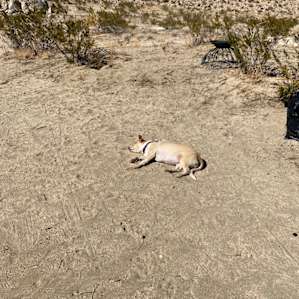 Our dog sunbathing