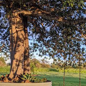 FigTree Camping with Ammenities