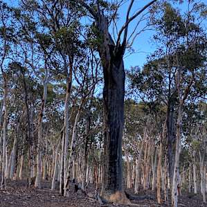 Wandoo Woodland Bush Camp