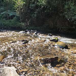 Paradise picnic area Creek.