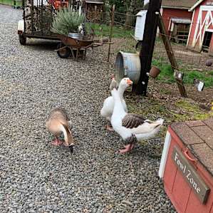 Morning Chores - The geese out of their pen while it gets cleaned