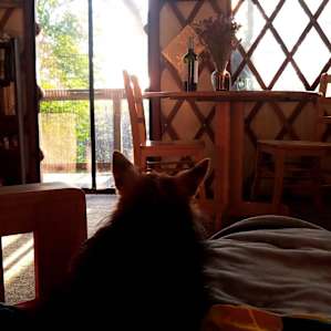 Golden hour puppy POV