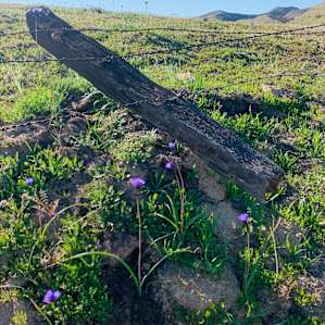 Floating fence posts on the western ridge