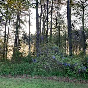 Forested area with a few (short) trails. Great for kids to hike in without going too far.