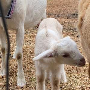 Hope Haven Farms