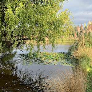 Dam with pampas, ducks, morehens etc