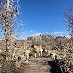 Grove Yurt