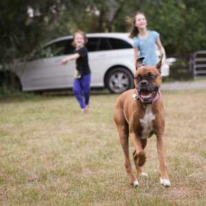 Our playful greeter Maya