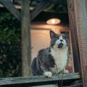Super friendly cats on the property