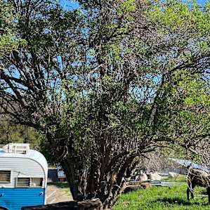 Loomerland Ranch/Farm 60's Camper