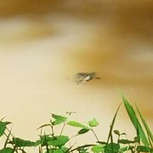 Turtle in the Creek