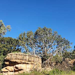 Gundooee Getaways Cottage