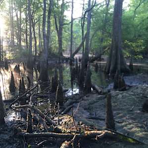 Swamp Castle Campground- Primitive