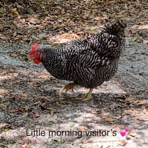Little mornings visitors