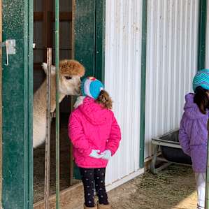 RVing with Goats and Alpacas