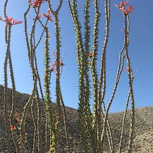 Blooming ocotillo just steps away from the site