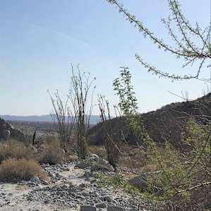 Ocotillo forest!