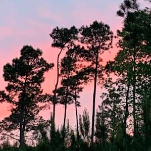 Beautiful trees and sunsets