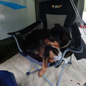 This is the beautiful Dog owned by Lisa but owns every body at the campsites!! Loves to be part of your group!
