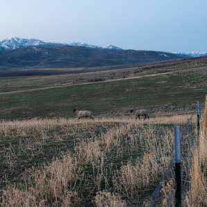 so many sheep!