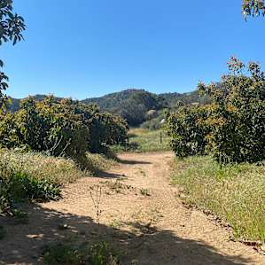 Hike amongst avocado trees