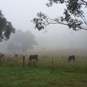 "Kookaburra" Treed Campsite