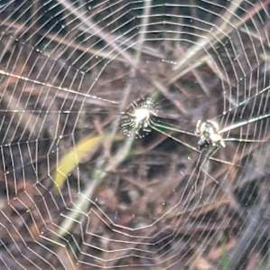 We were fortunate to watch a spider spinning a web on one of the hiking trails.