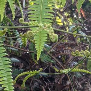 The ferns are fascinating!