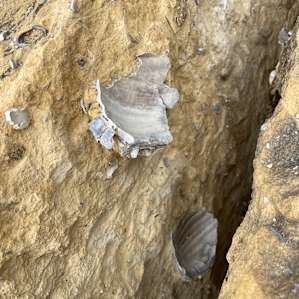 Fossils Everywhere!