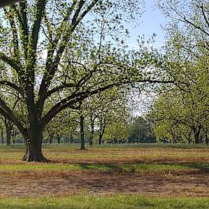 10 varieties of pecan trees in the orchard, some 100 years old