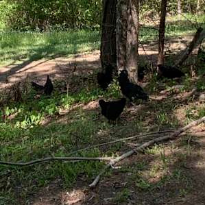 View of the roosters! The path goes down to the tent sites...