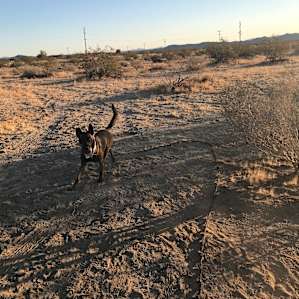 Camping near Joshua Tree