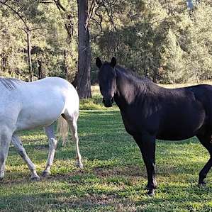 Greeting party
