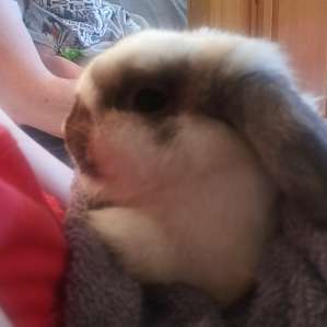 Rocky the lop earred rabbit