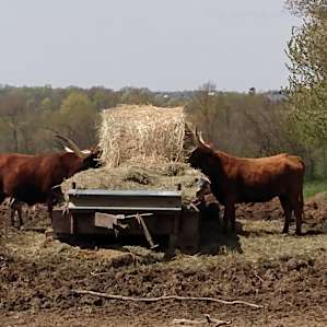 CF Ranch and Cattle Company