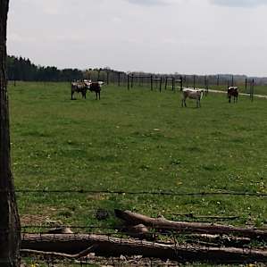 CF Ranch and Cattle Company
