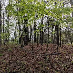 Secluded Glen on Prayer Mountain