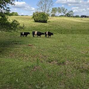Patch of Heaven Hip Camp