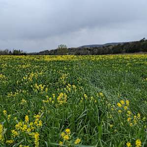 Faithful Harvest Farm Campsites