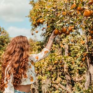 The orange trees were so beautiful. Smelt amazing and we had orange juice. Best oranges I’ve ever had!