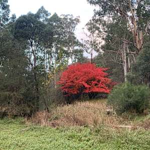 Howqua River Valley Camping