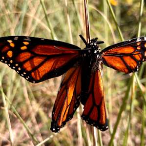 A butterfly drying its wings nearby
