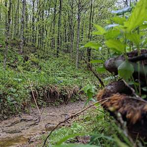 Fern Brook - Nashville