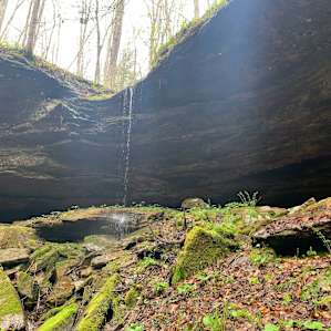 Hardwood forest