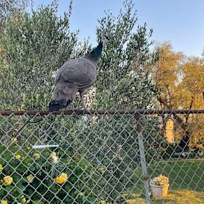Pepperina - Powered