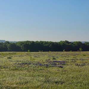 Field of Texas wildflowers viewed from the campsite. Many wildflowers in this area and surrounding roads/properties.