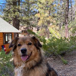 Back of cabin with Luke the dog