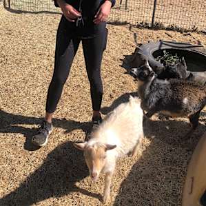 Temecula Shaded Oasis & Mini Goats