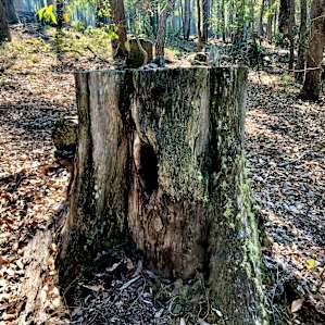Fantastic regrowth after logging